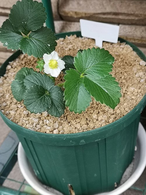 占い師姫皇子のお気に入り写真2